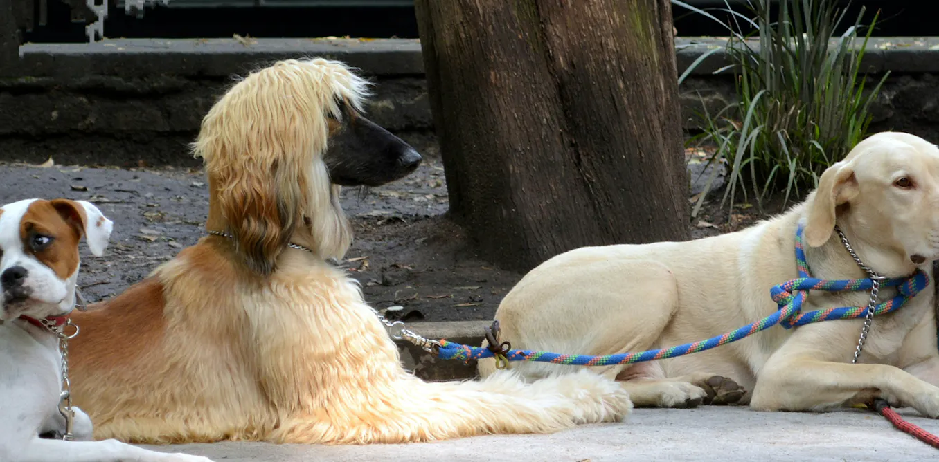 Pourquoi les petits chiens vivent-ils plus longtemps que les grands ? Un paradoxe à l’échelle du vivant