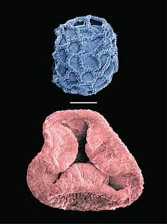 Image of two close up blob-like structures on a black background.