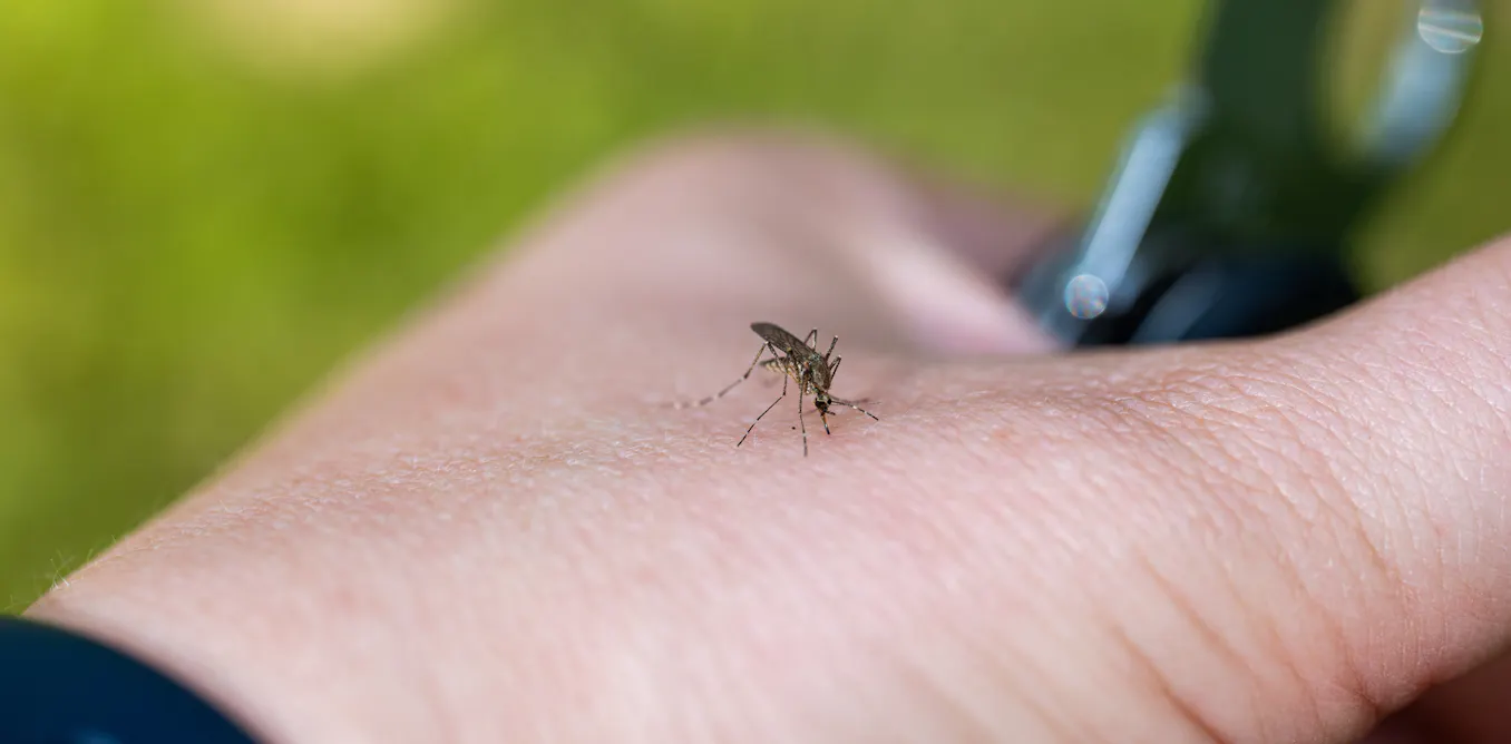 'Airport malaria' is rare, but can be deadly when doctors don't expect it