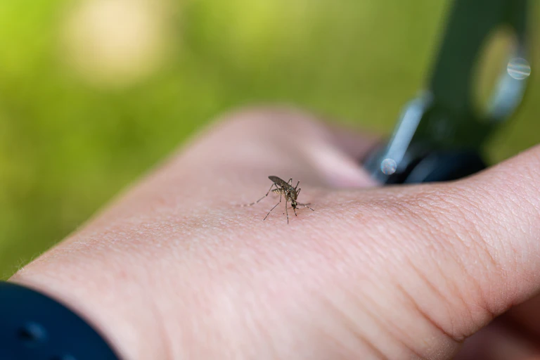 Mosquito biting a person's hand.