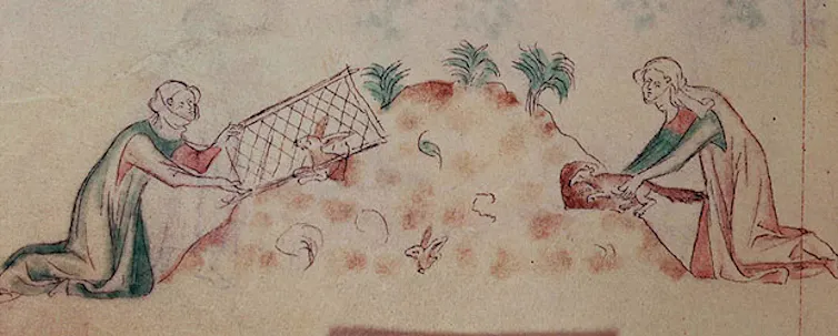 Women hunting rabbits with a ferret.