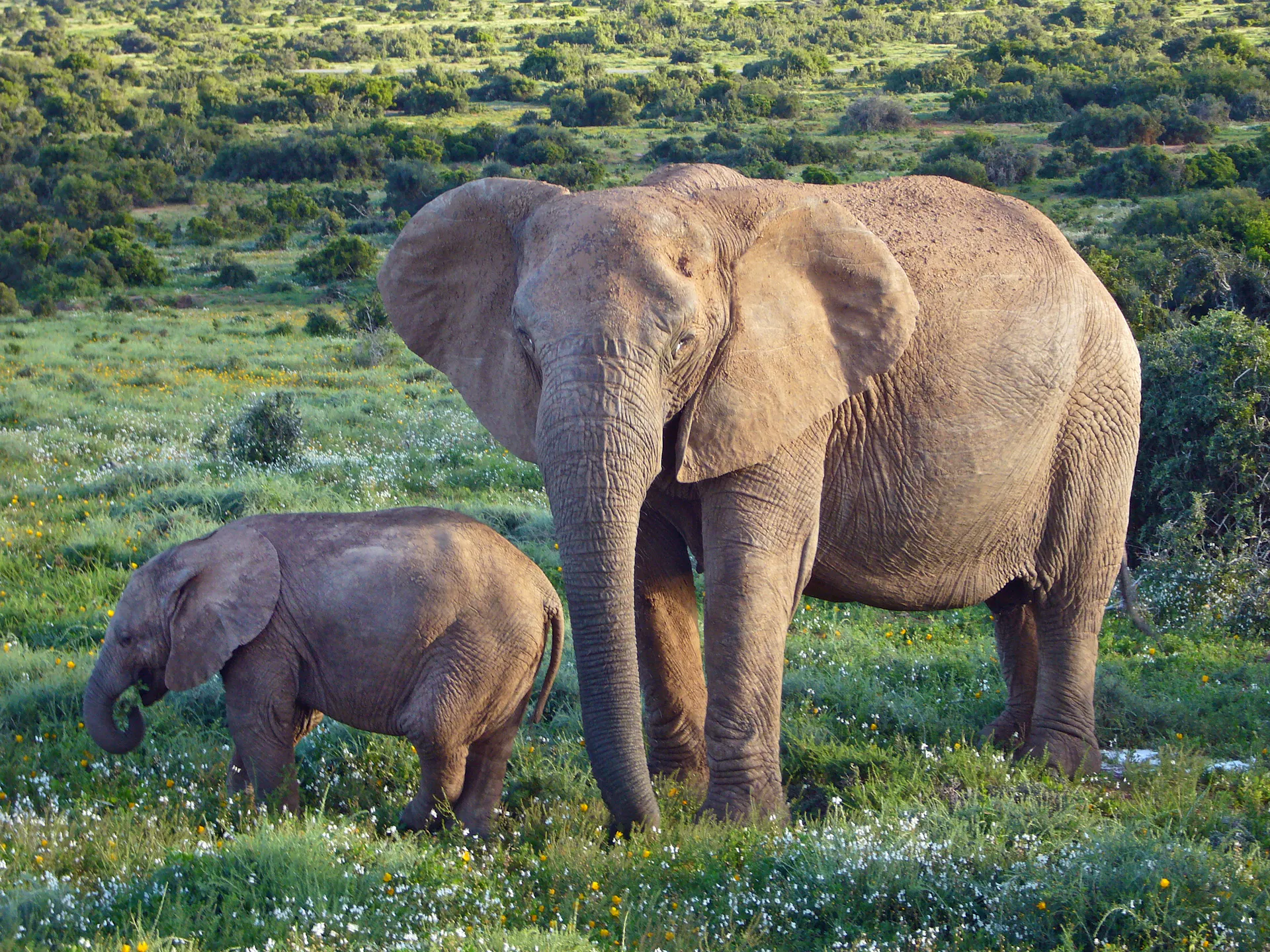 A tuskless adult and baby elephant in a grassy field