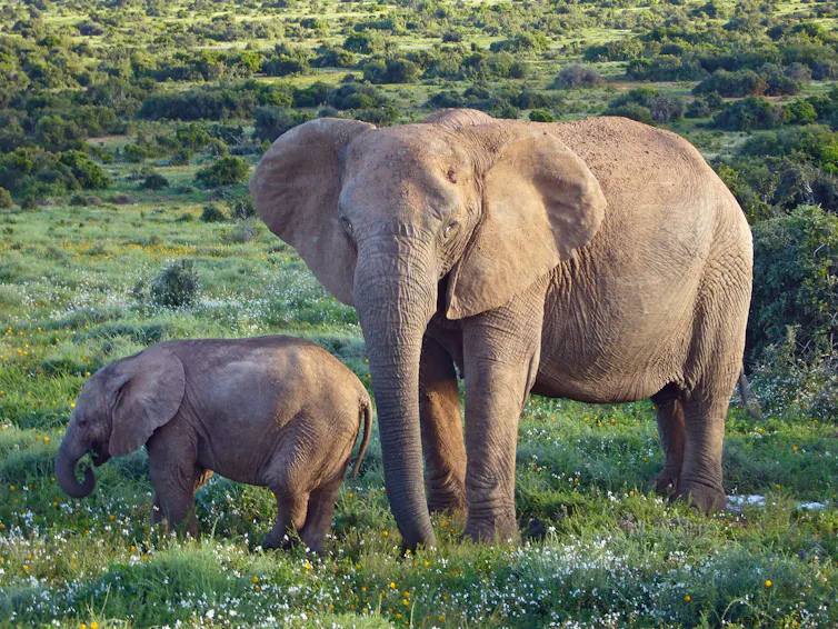 A tuskless adult and baby elephant in a grassy field