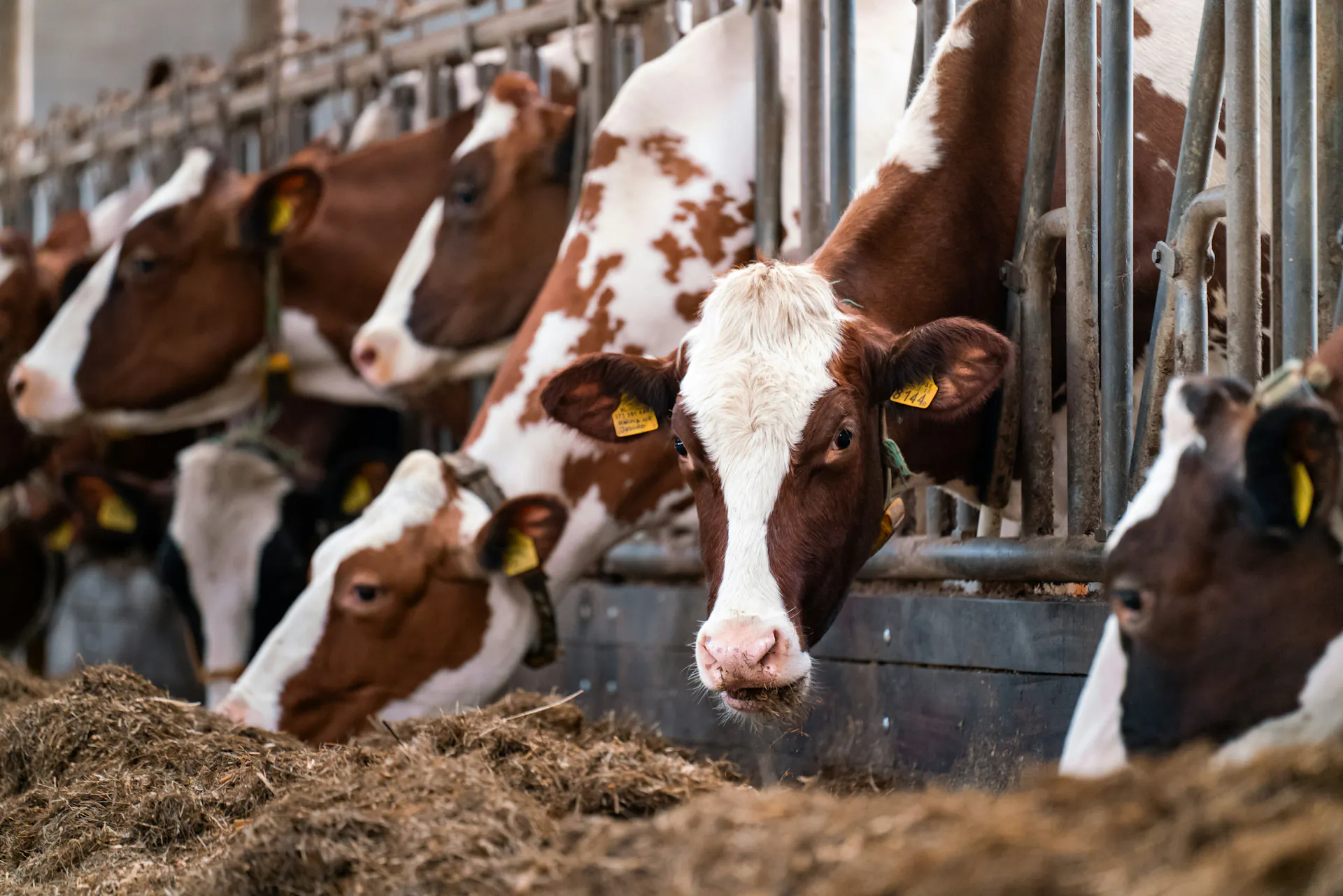 Cows sticking their heads between the bars of a fence, eating hay