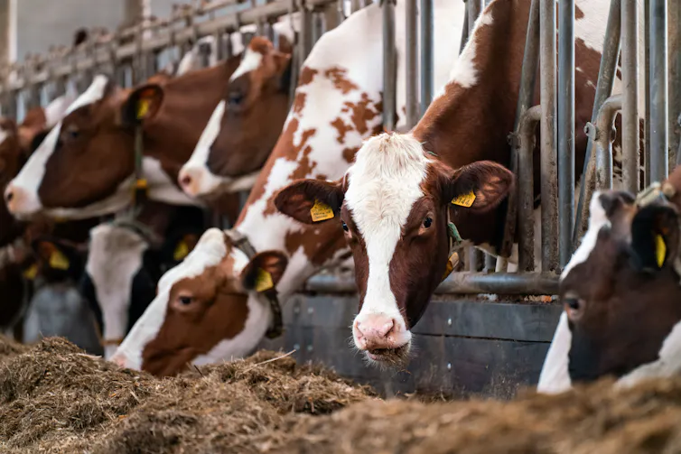 Cows sticking their heads between the bars of a fence, eating hay