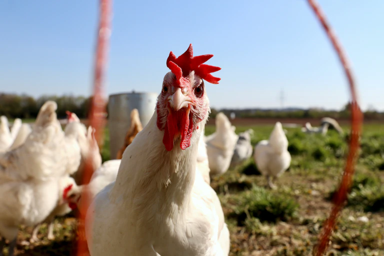 Rooster staring directly into a camera, other chickens milling in the bacground