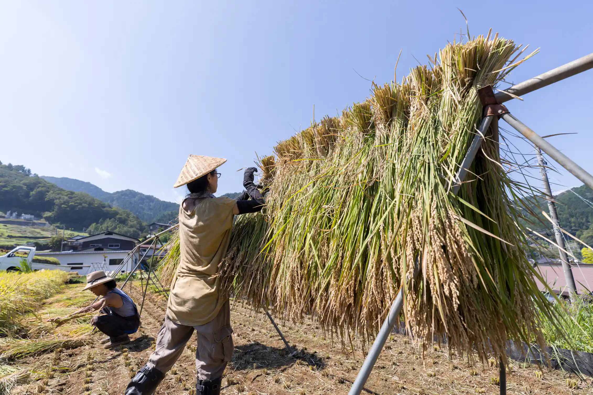 Farmer hanging bunches of long grass on a drying structure.