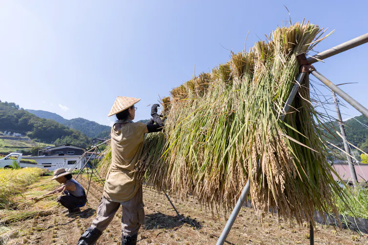 Farmer hanging bunches of long grass on a drying structure.