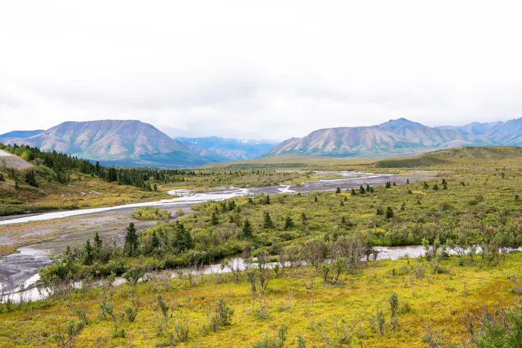 high latitude arctic landscape with tundra and stunted trees