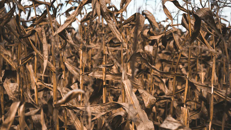 Brown shrivelled leaves on yellow-brown stalks of corn.