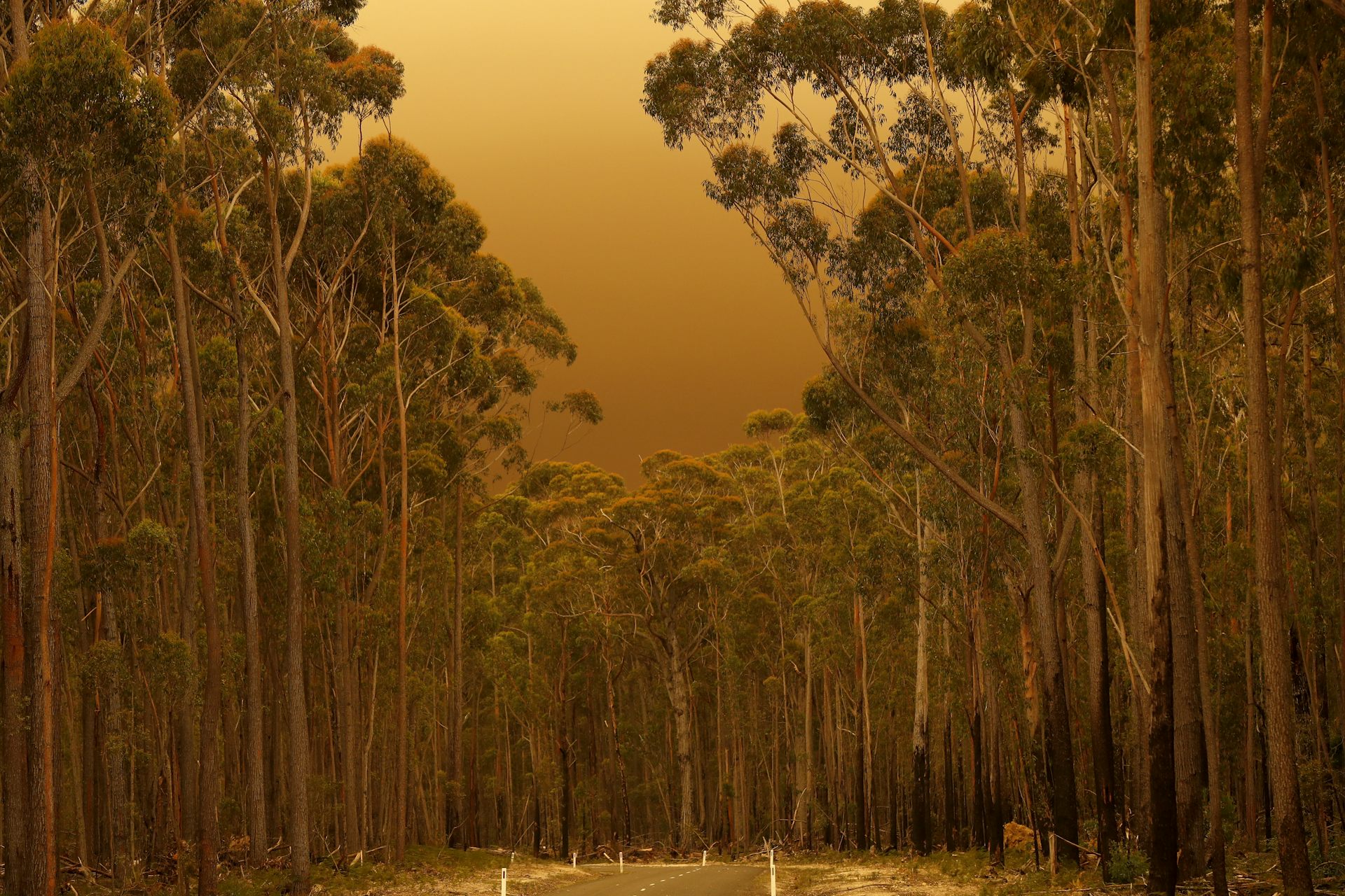 Colonisation, not climate change, first primed these forests to burn