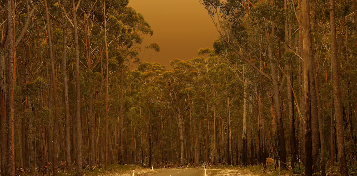 Colonisation, not climate change, first primed these forests to burn