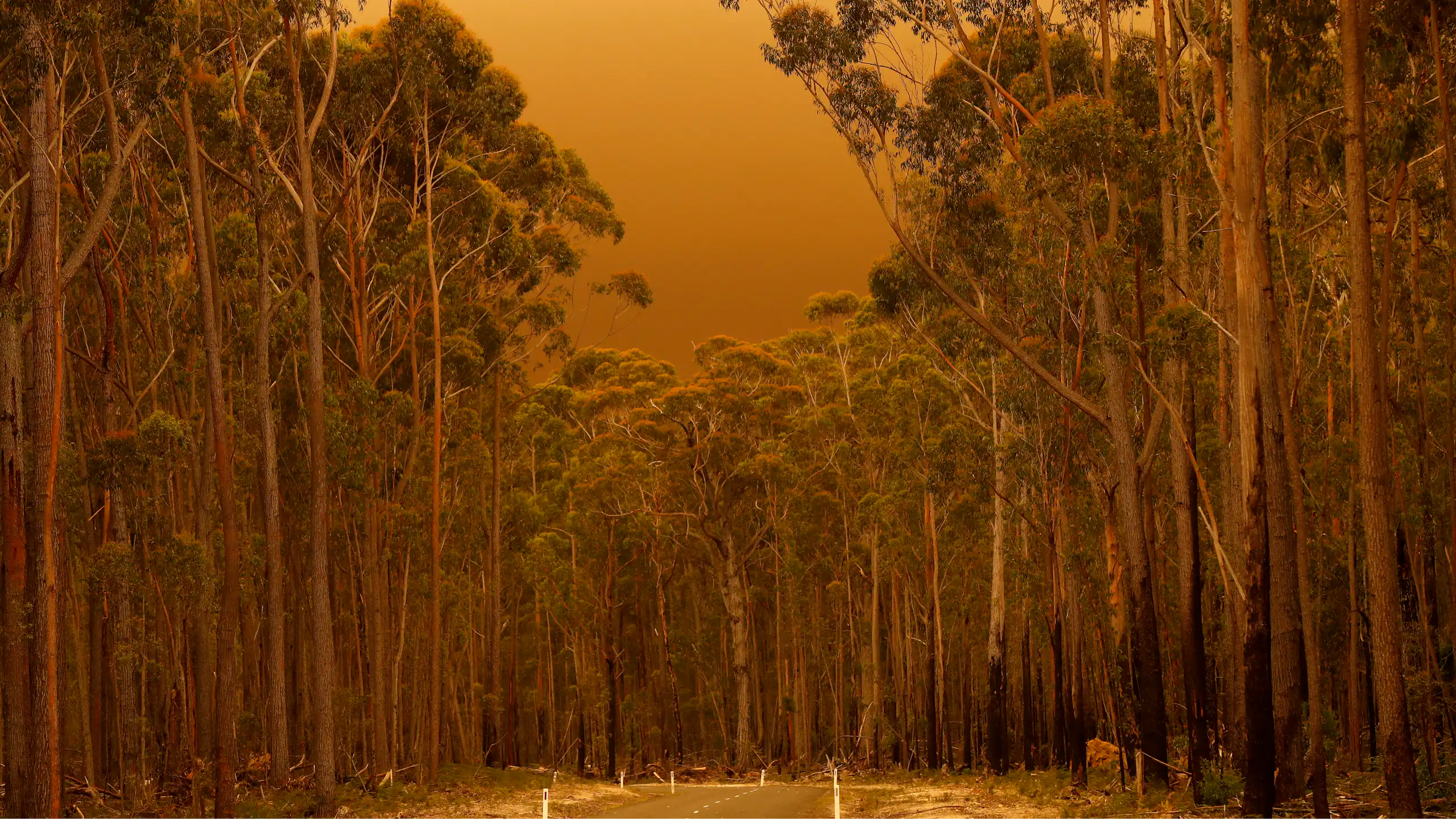 Orange-tinted bushland with ominous fire clouds in the background.