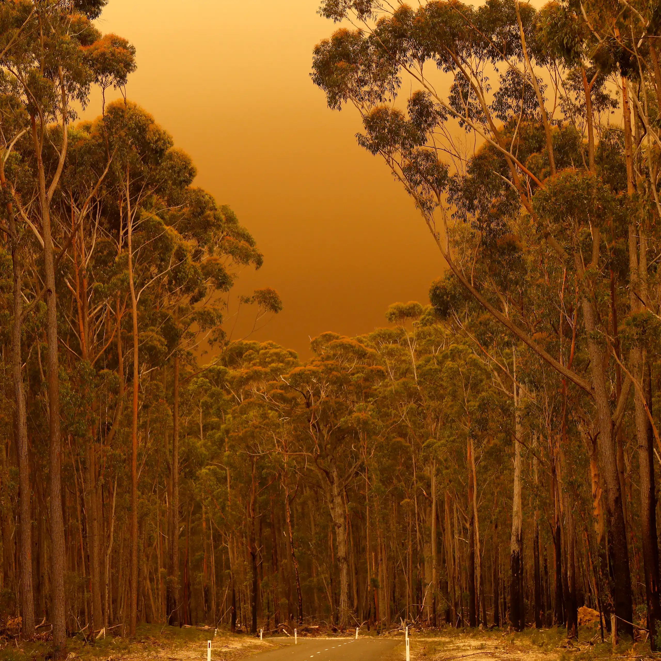 Orange-tinted bushland with ominous fire clouds in the background.