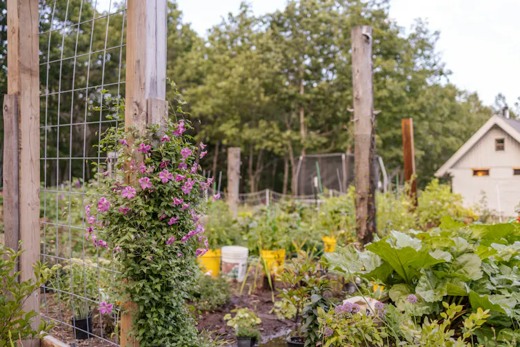 A backyard garden, with flowers and vegetables.