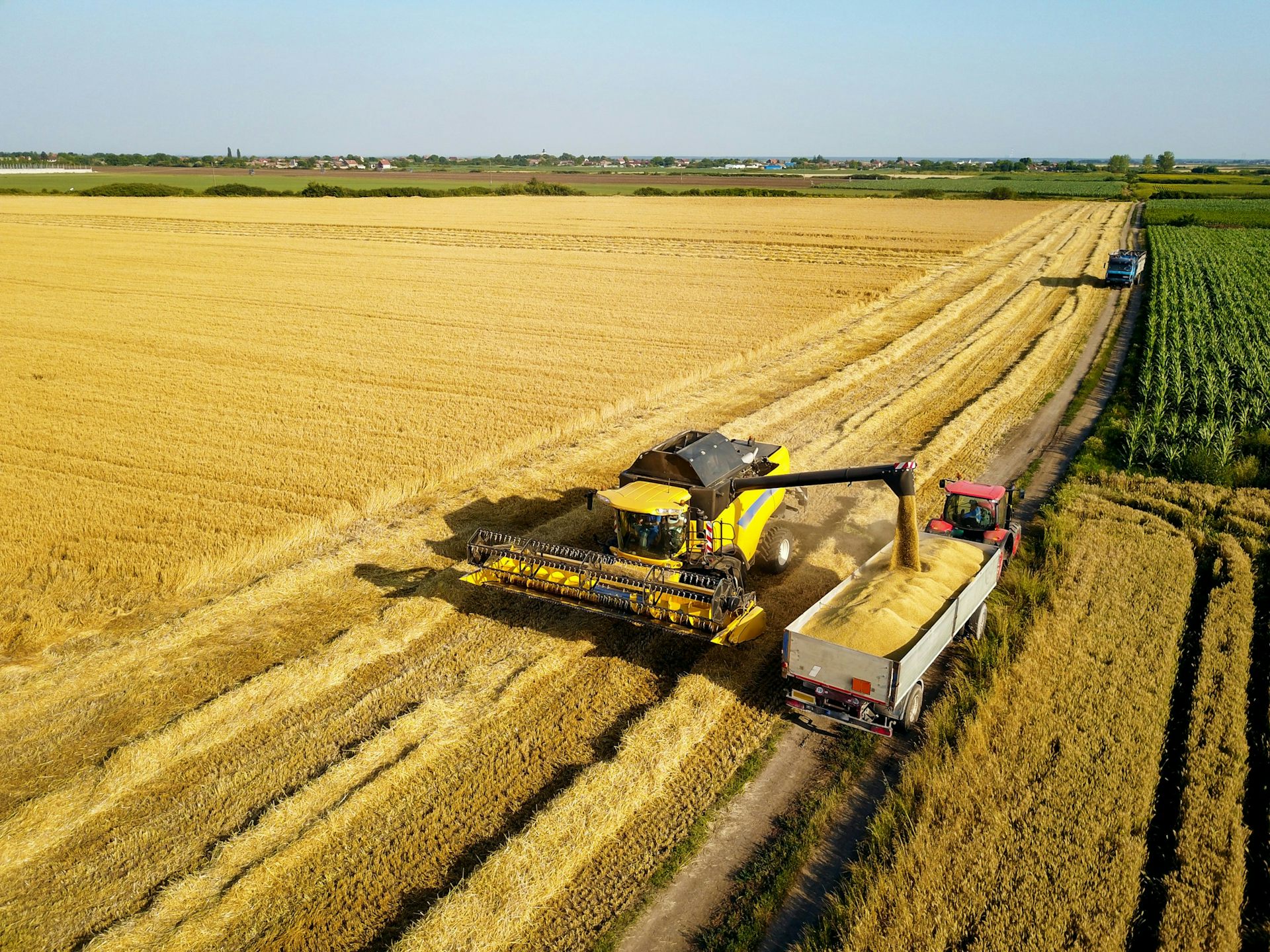 A combine harvester cutting a yellow field of arable crops with a tractor and trailer driving alongside.