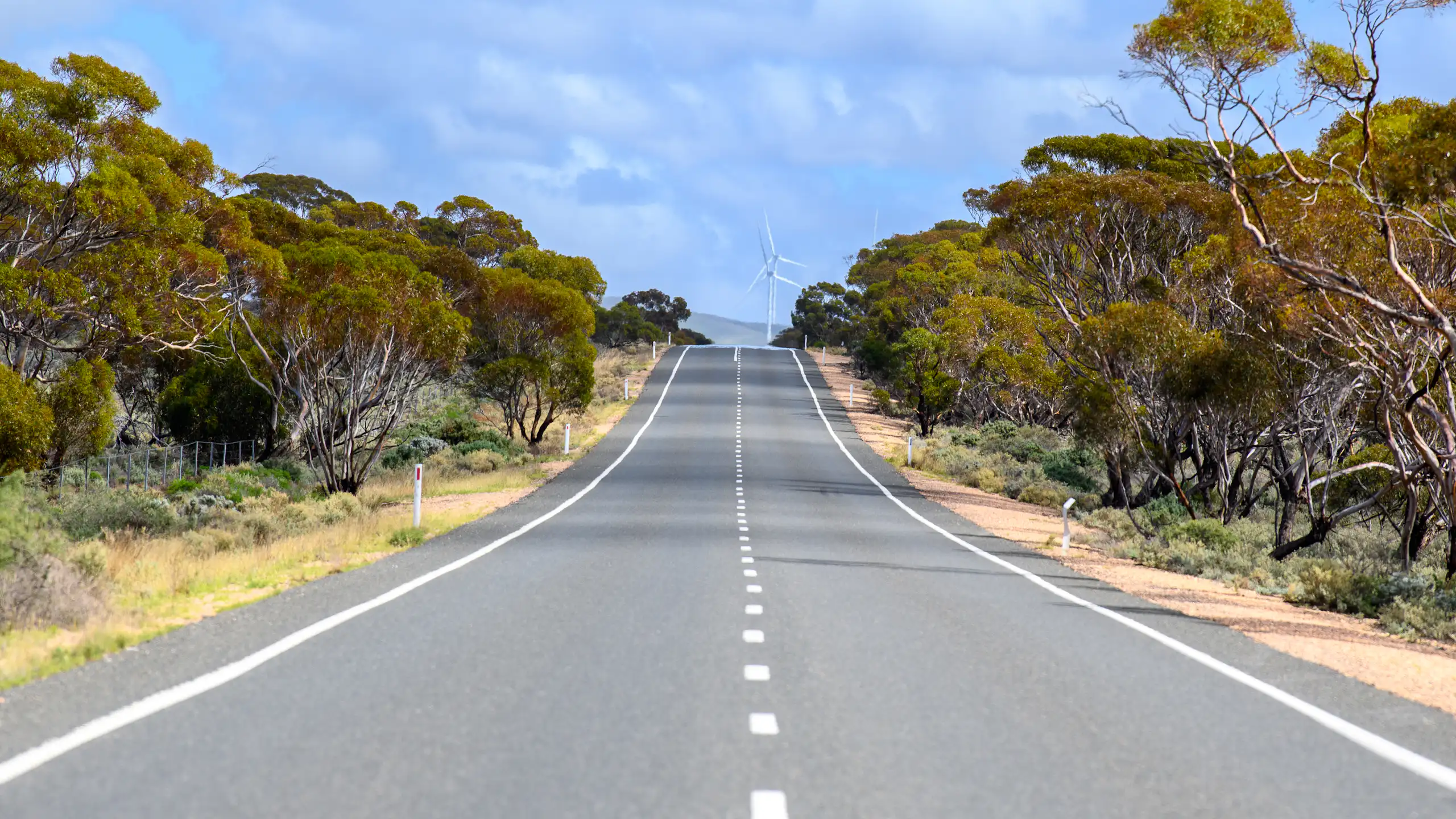 An empty road lined with eucalyptus trees leads to wind turbines in the distance.