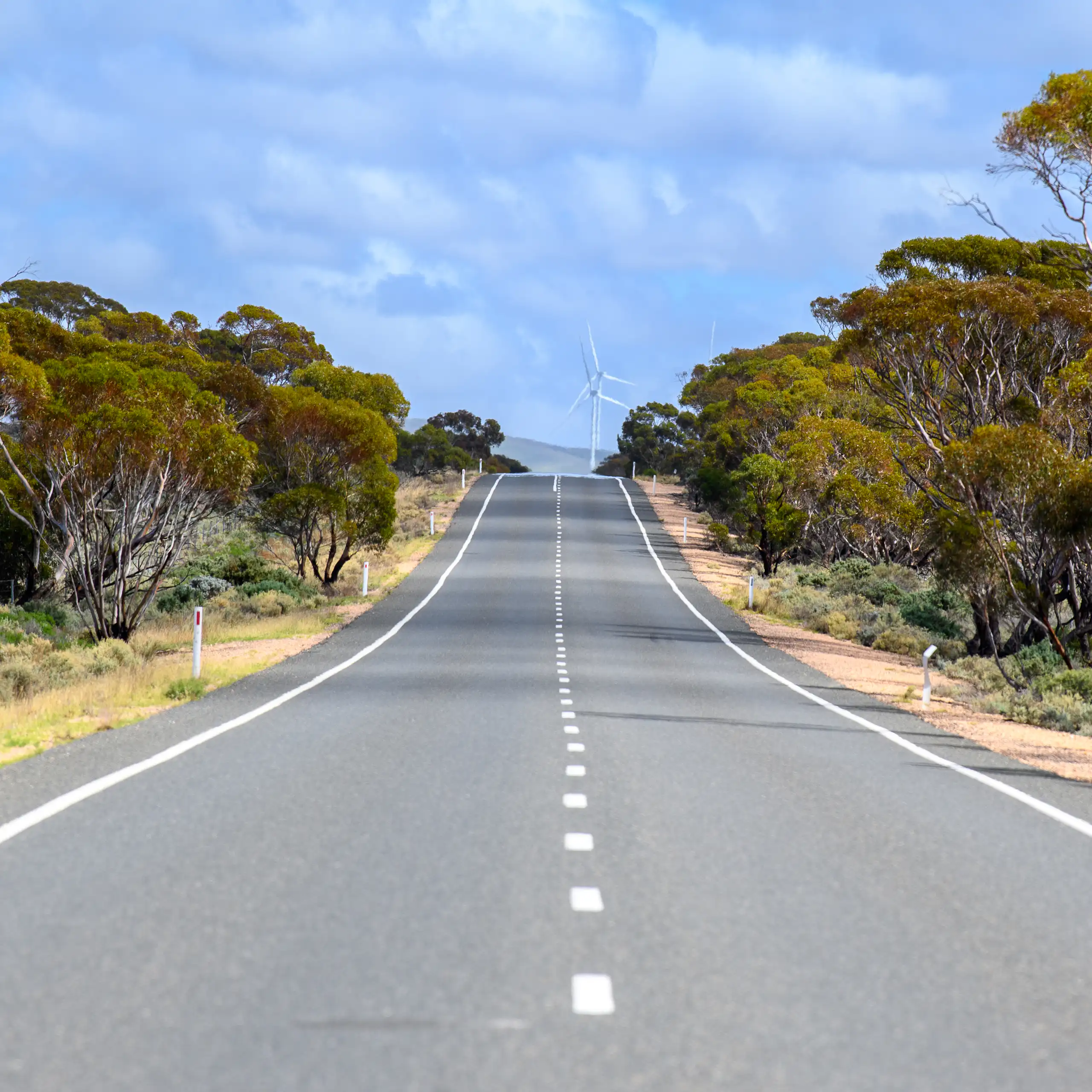 An empty road lined with eucalyptus trees leads to wind turbines in the distance.