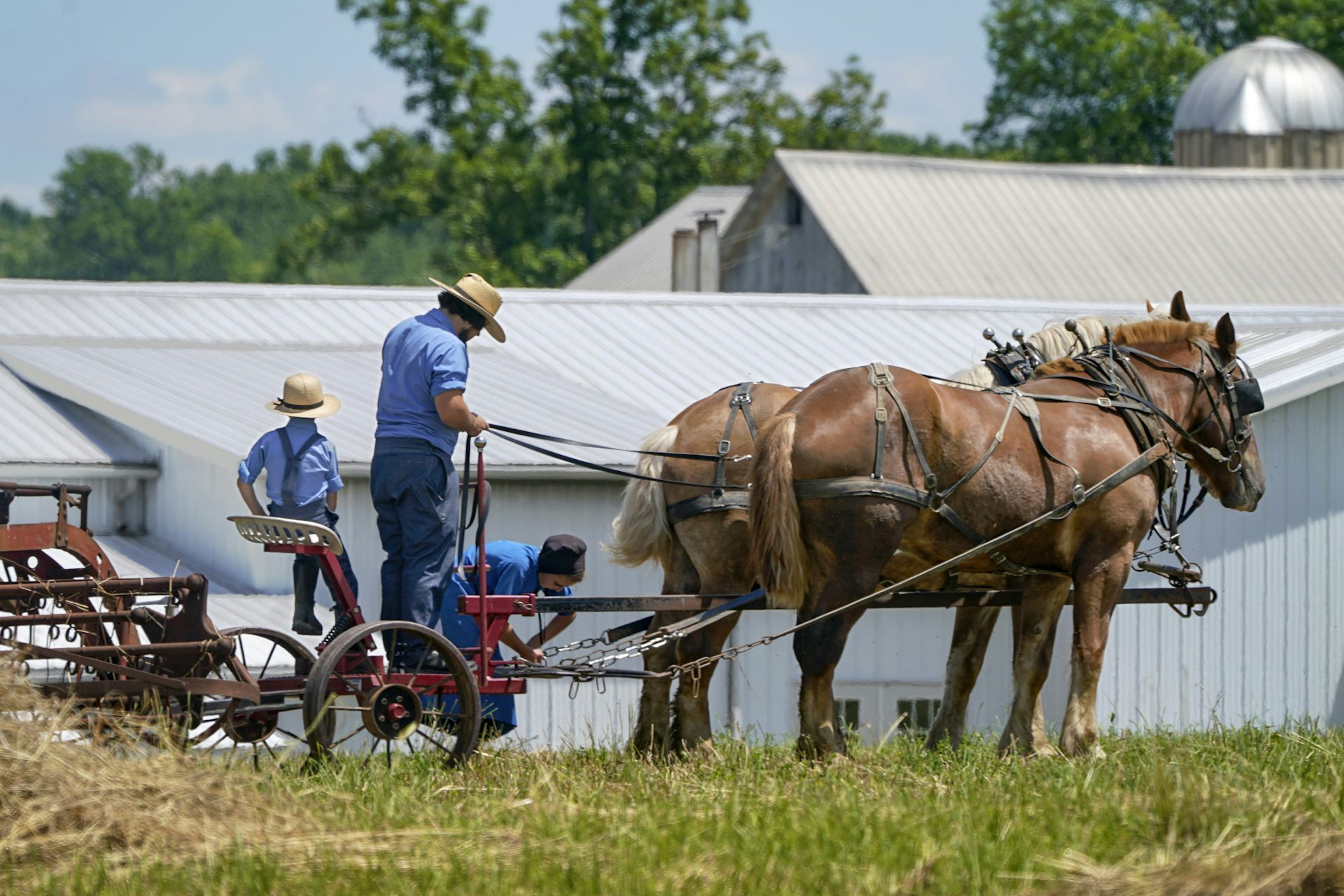 A man and two children in straw hats and blue shirts stand behind two working horses harnessed to simple farm machinery.
