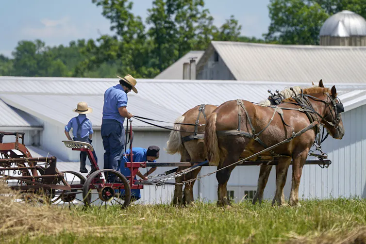A man and two children in straw hats and blue shirts stand behind two working horses harnessed to simple farm machinery.