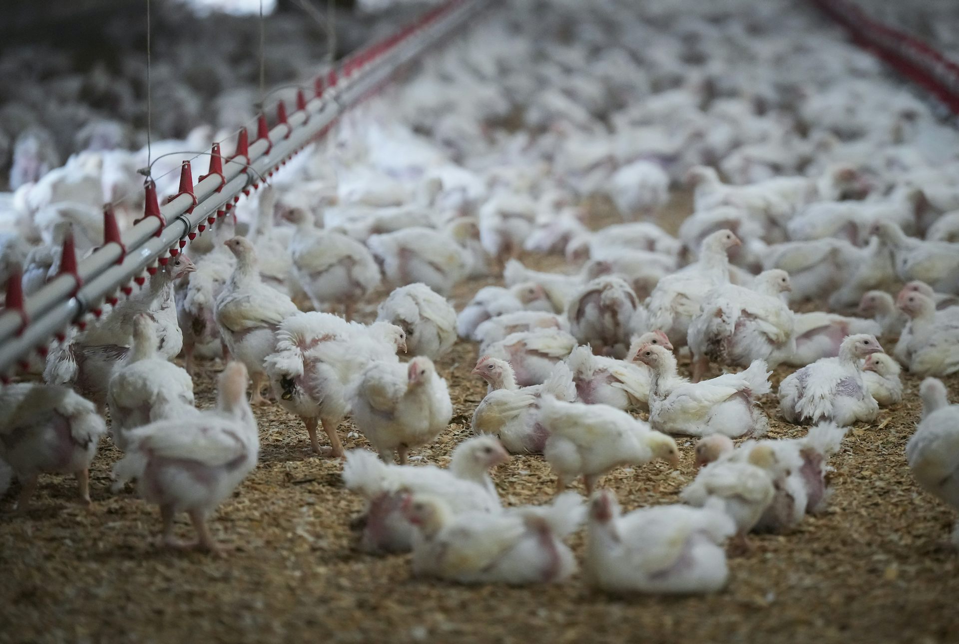 A large number of white chickens sit in a confined enclosure.