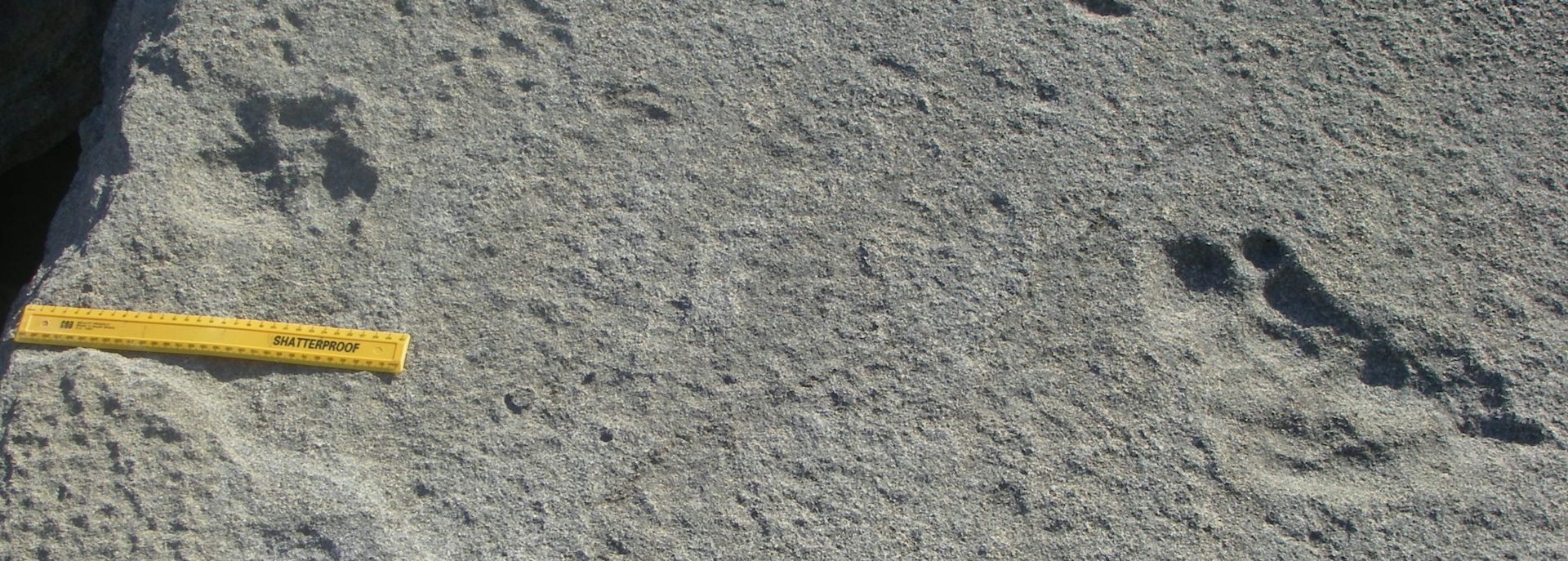 Lion tracks from the ice age: how two ways of seeing brought ancient animals to life