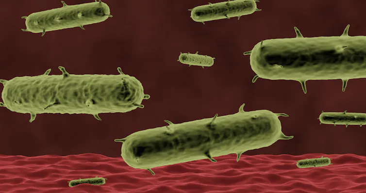 A digital depiction of the plague-causing bacterium, Yersinia pestis, as it would appear under a microscope.