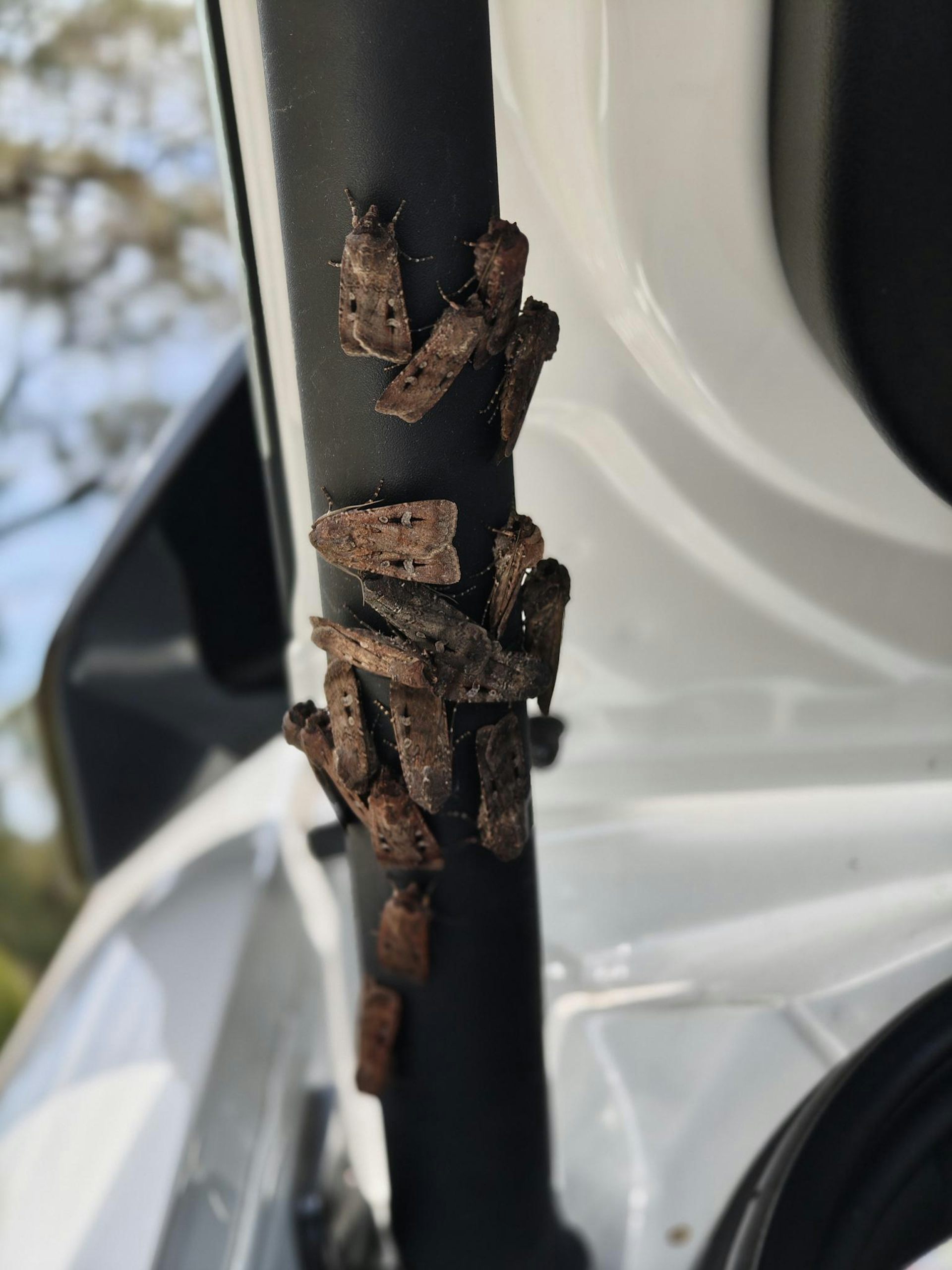 A clump of bogong moths.