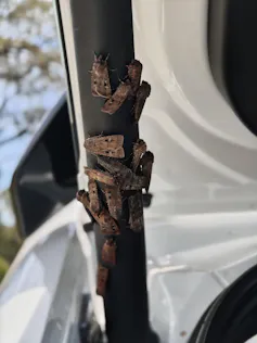 A clump of bogong moths.