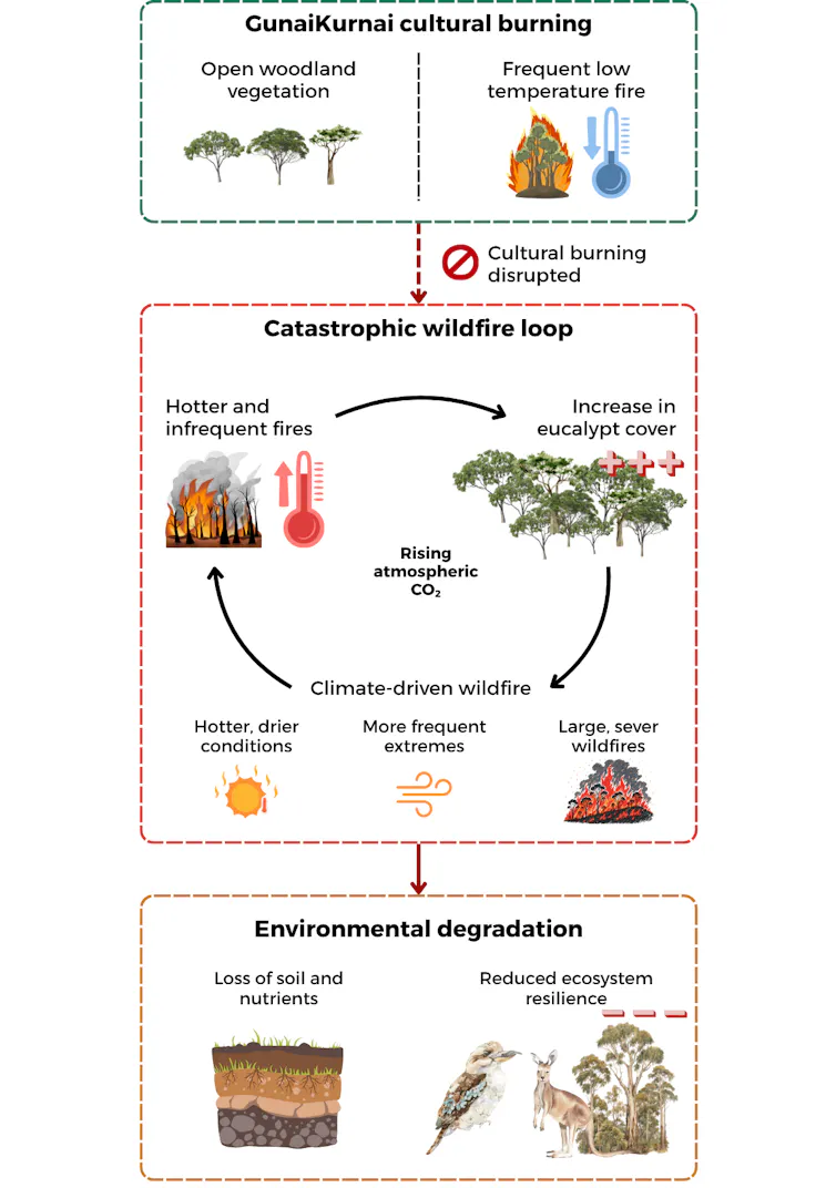 Graphic of how colonisation built the catastrophic wildfire loop.