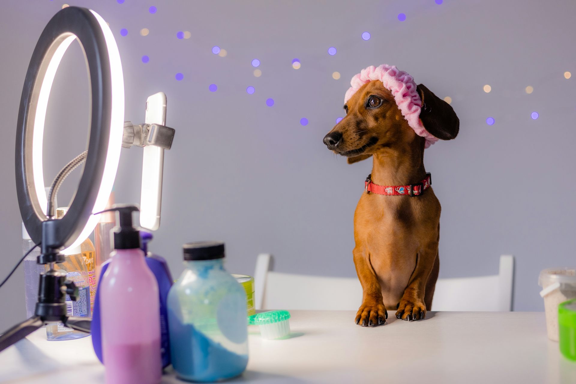 Why Pet Influencers Are Outselling Human Creators on Social Media