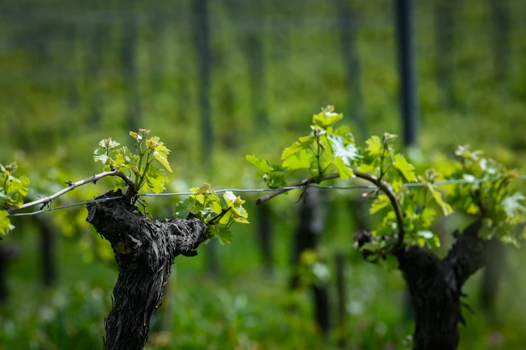 Vignes en France