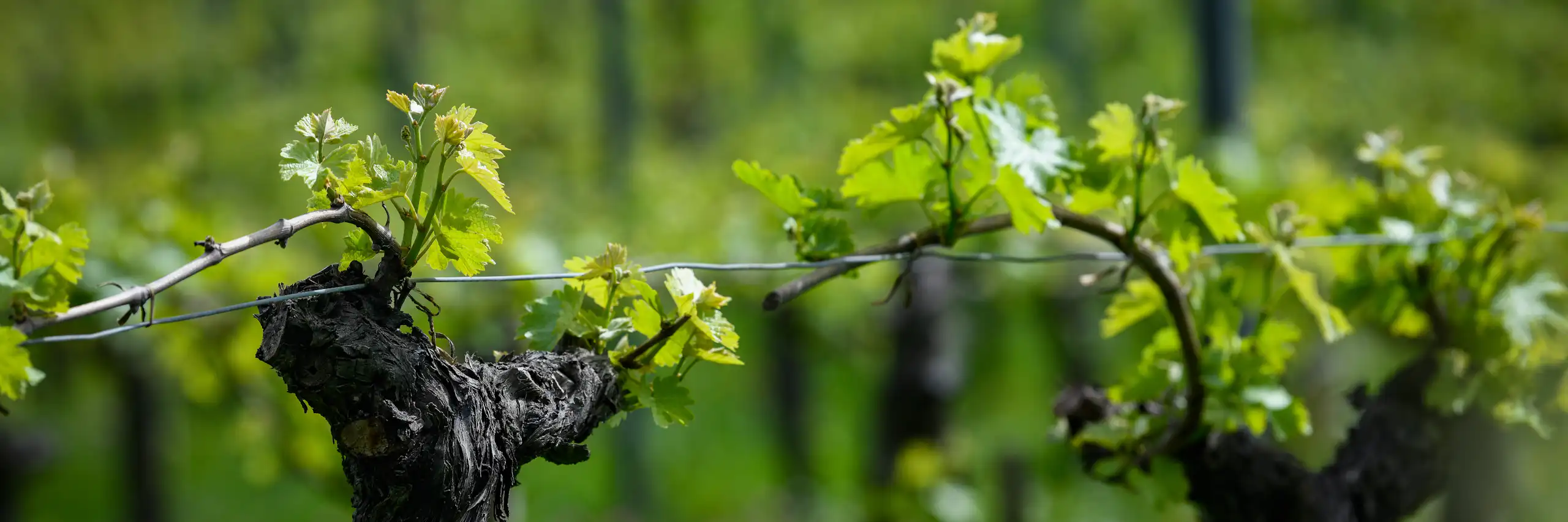 Vignes en France