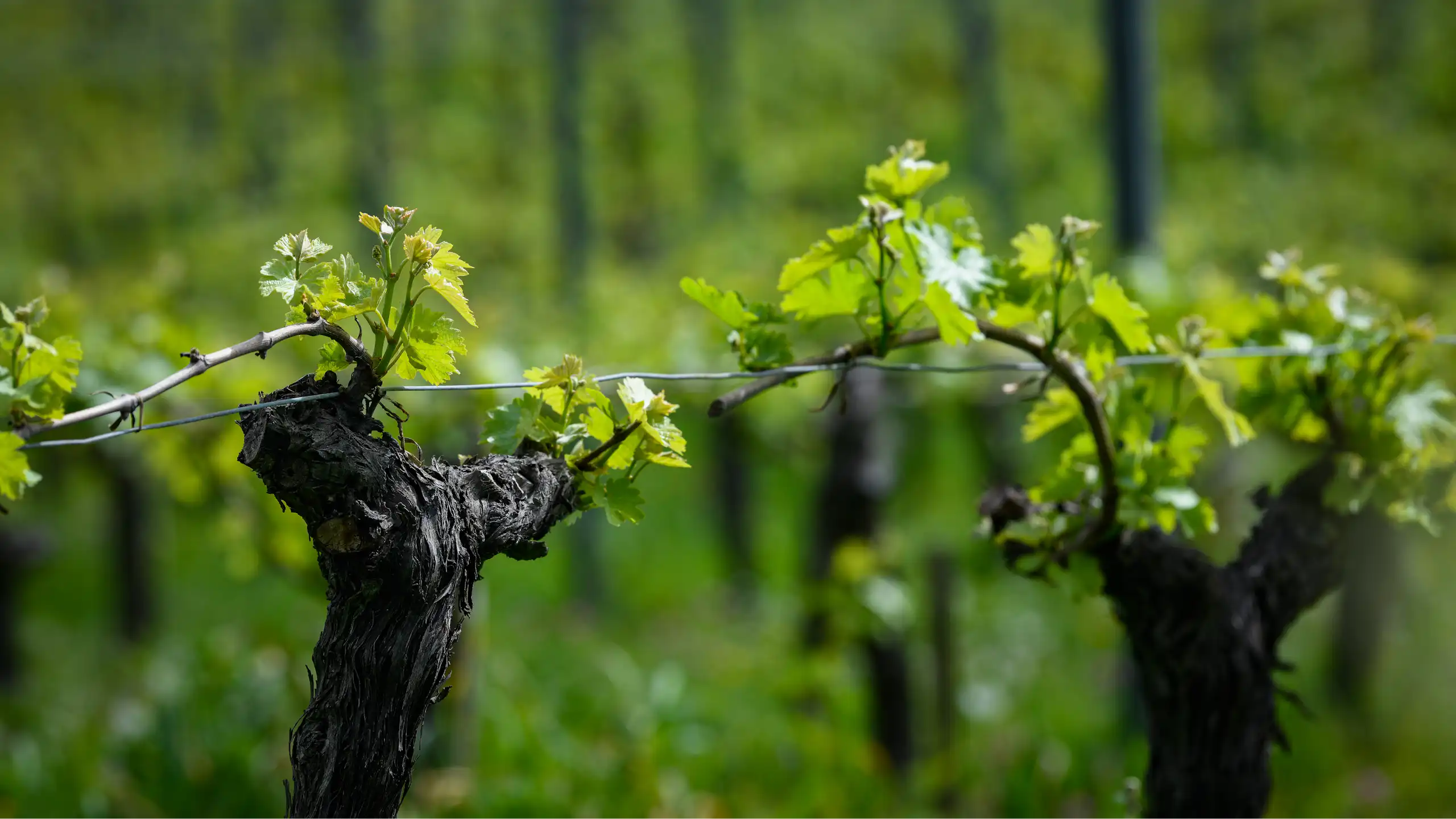 Vignes en France