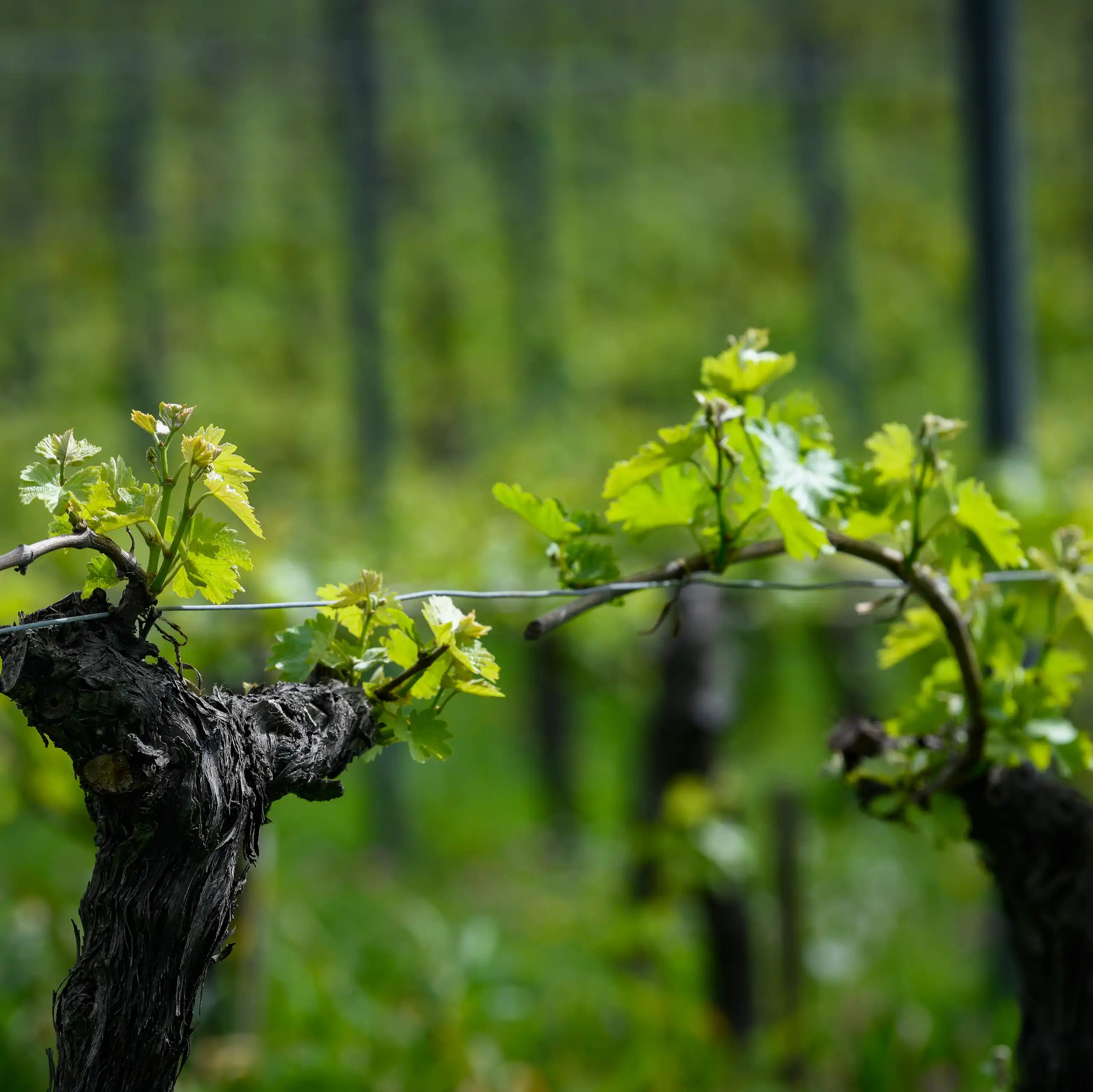 Vignes en France