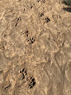 paw prints in sand