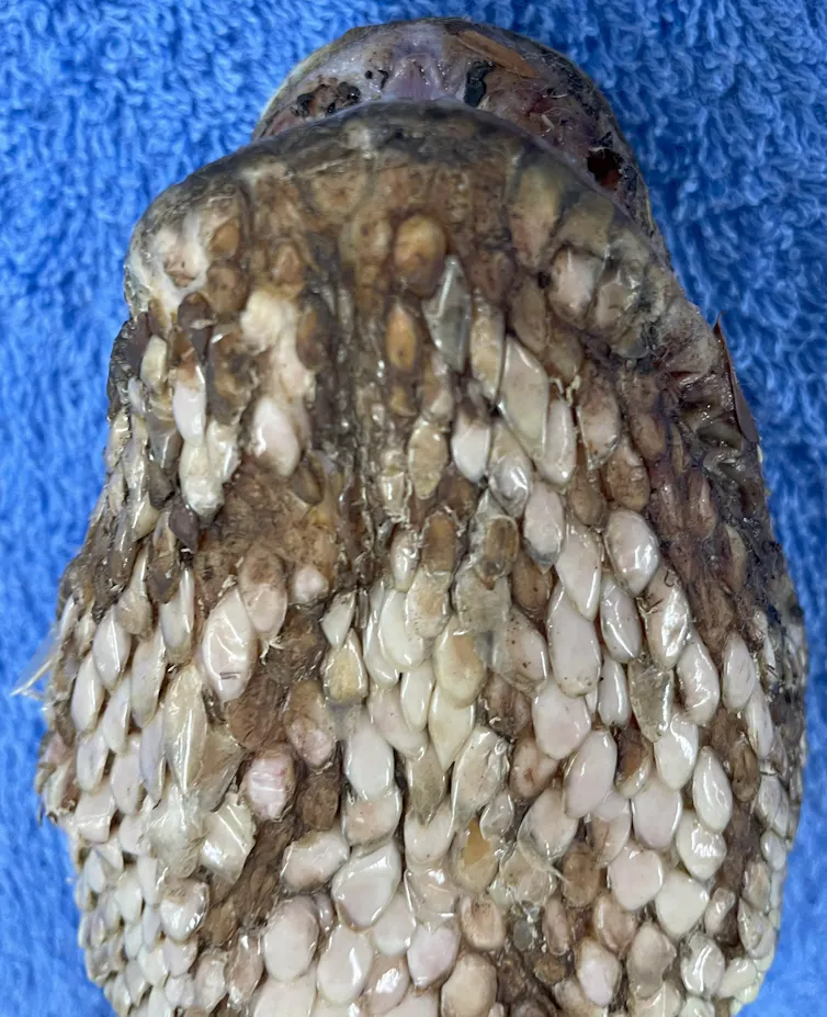 A picture of a flaky, discoloured snake head.