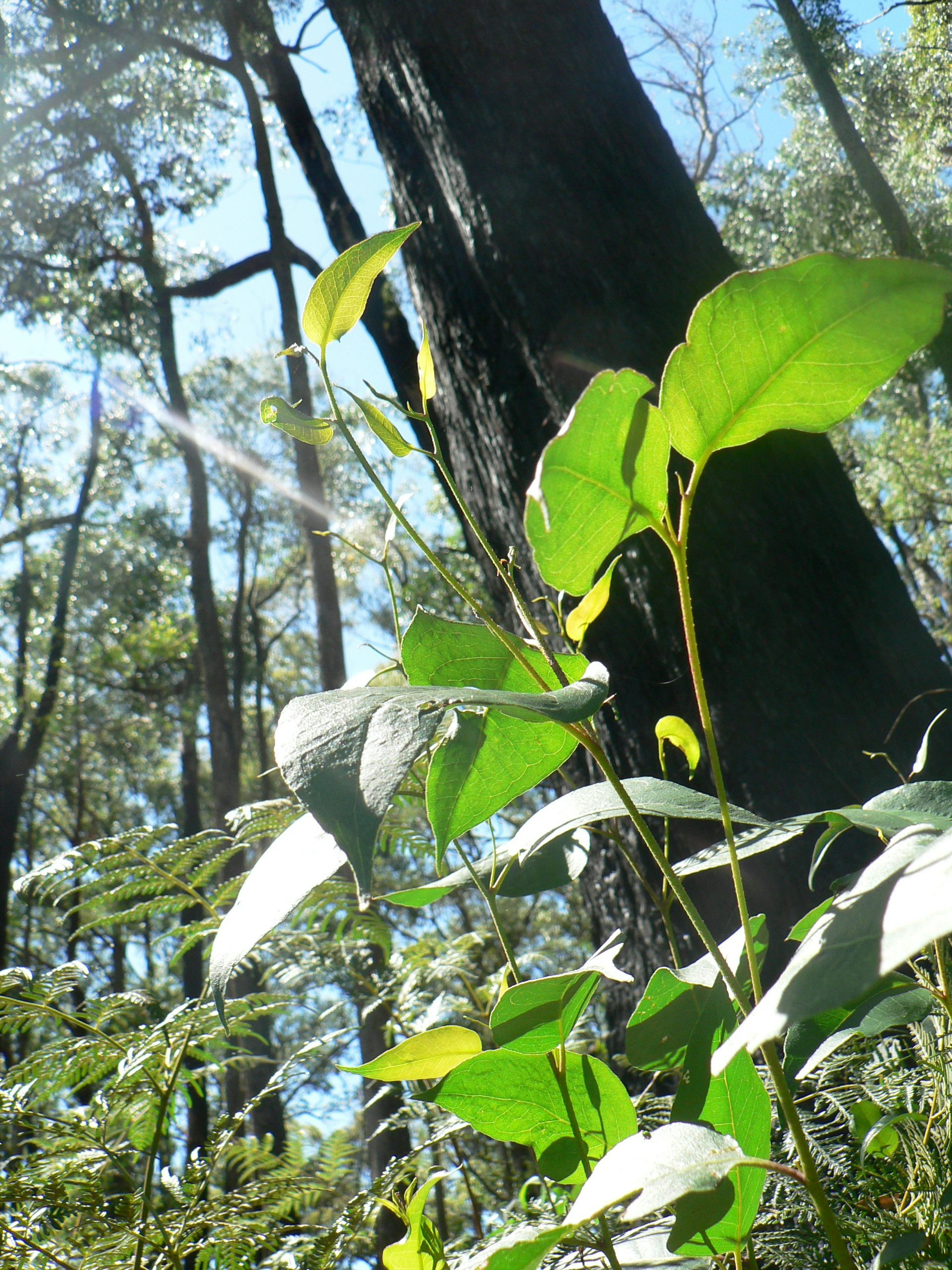 A large tree with a burnt trunk appears to be growing new leaves.