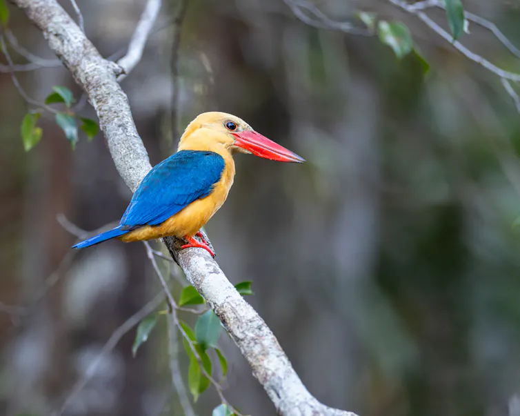 colourful bird