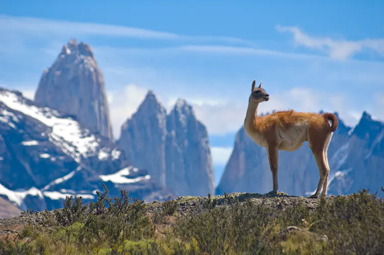 Animal posing in front of mountains