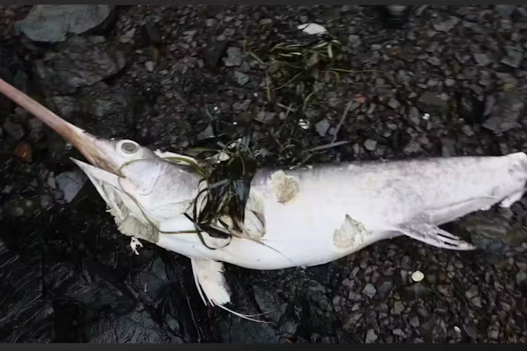 What a swordfish washing up on British Columbia’s coast says about our changing oceans What a swordfish washing up on British Columbia’s coast says about our changing oceans