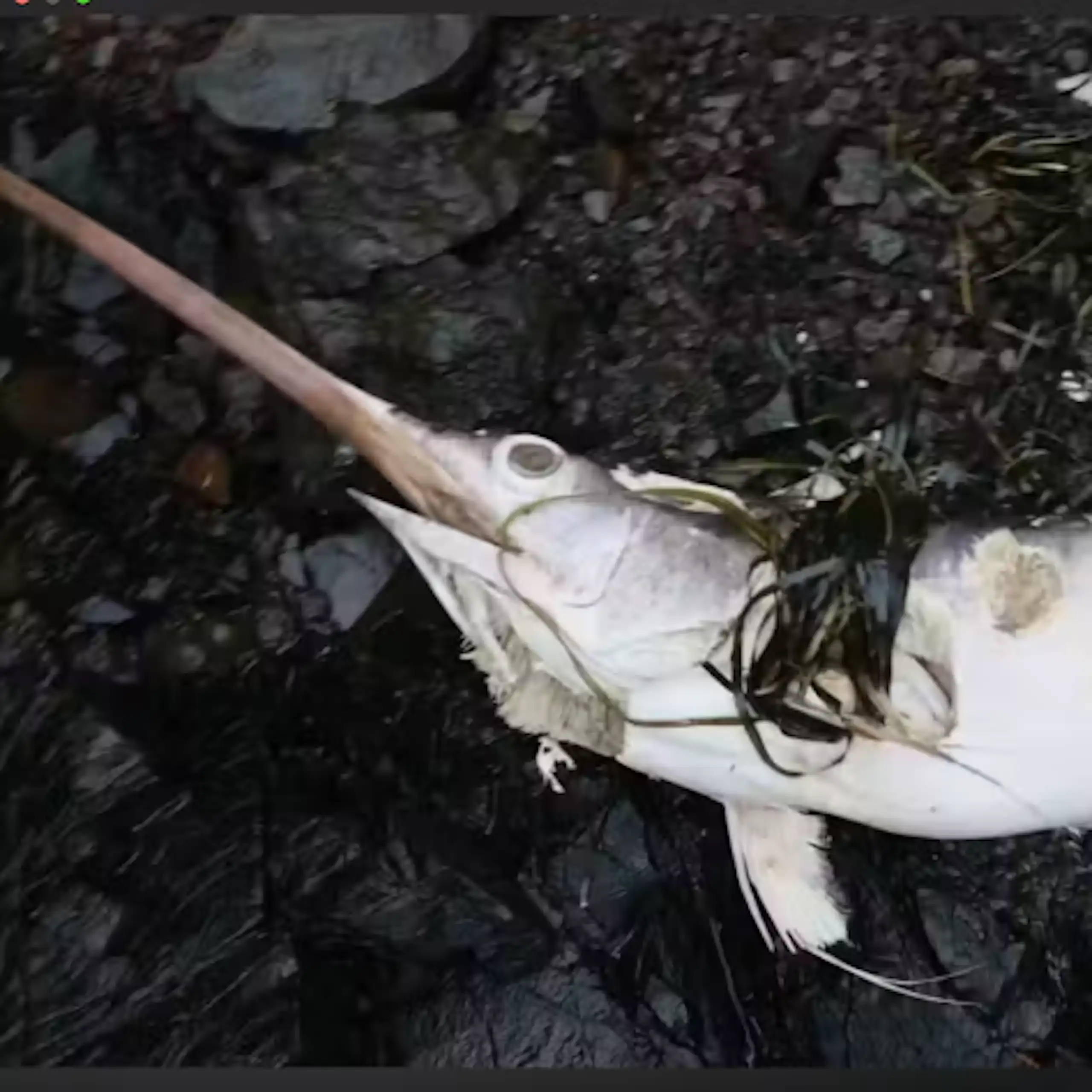 the carcass of a swordfish