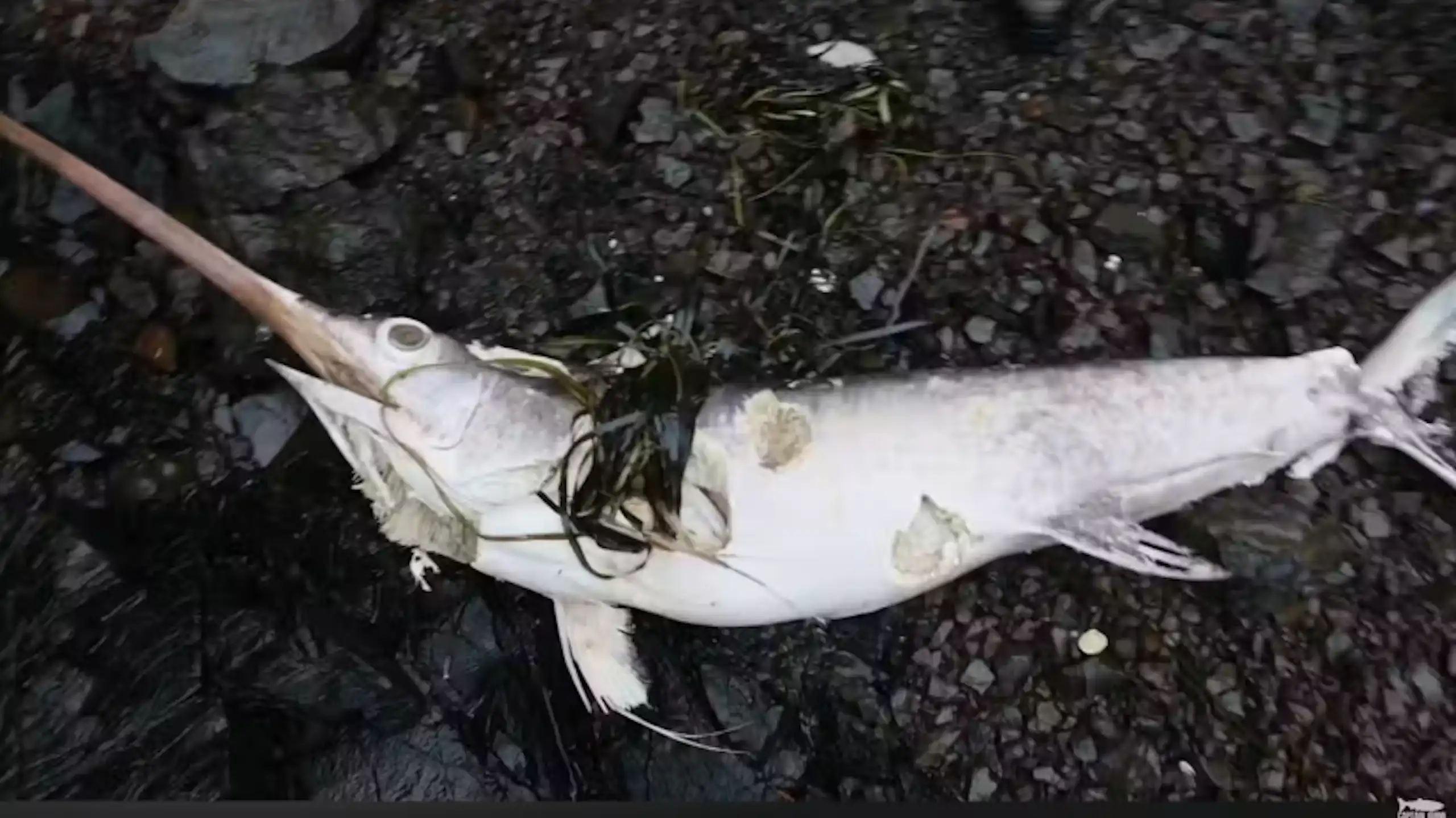 the carcass of a swordfish