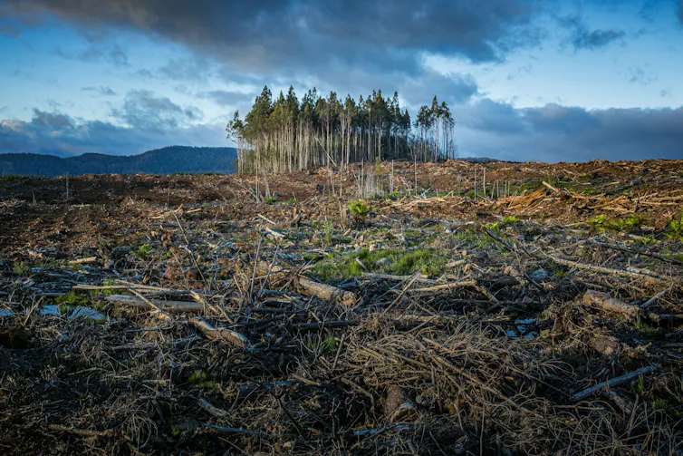 An area of land that has been logged, with a small patch of trees remaining in the background.