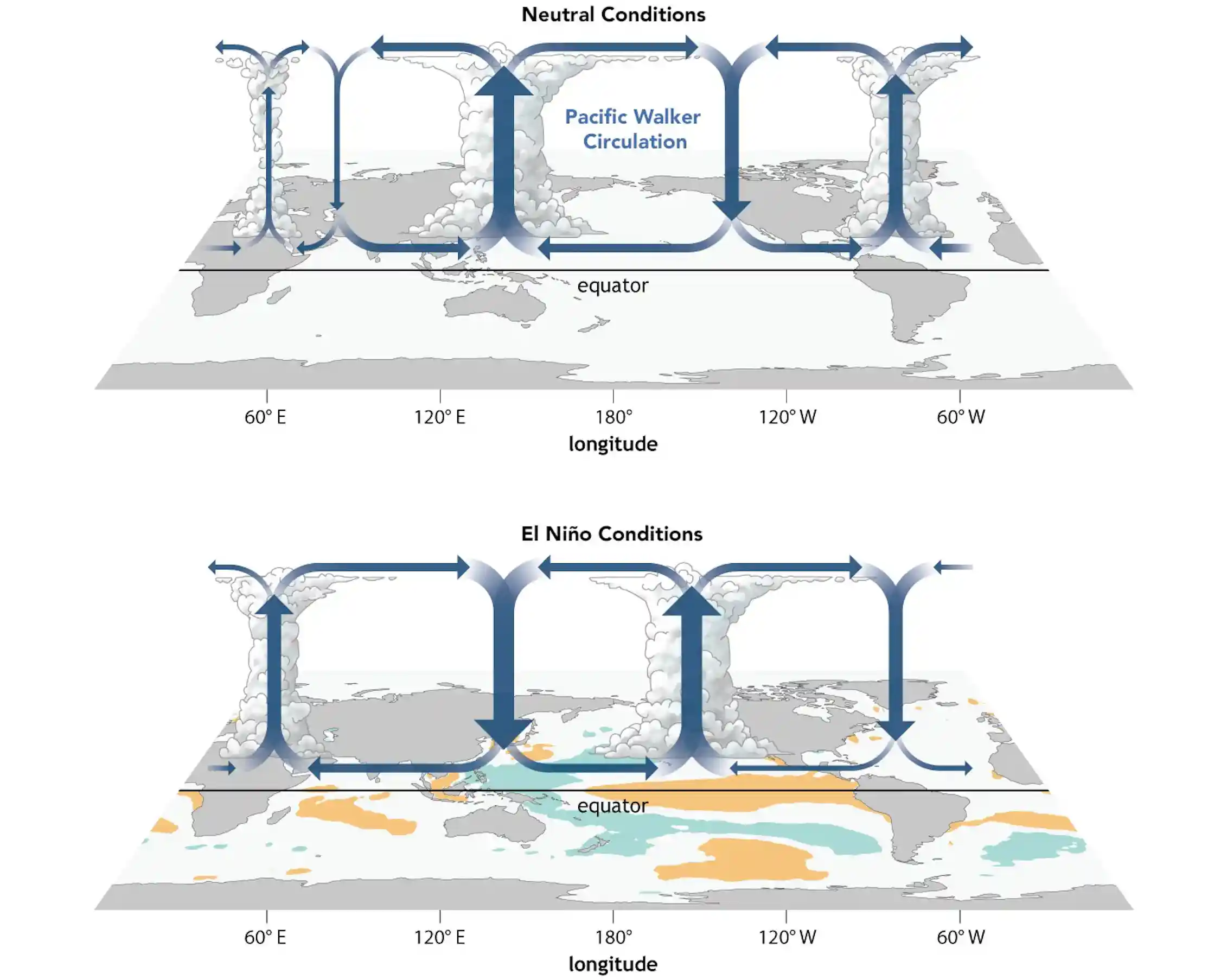 Two illustrations show how El Niño shorts the air circulation to create conditions less conducive to Atlantic hurricanes.