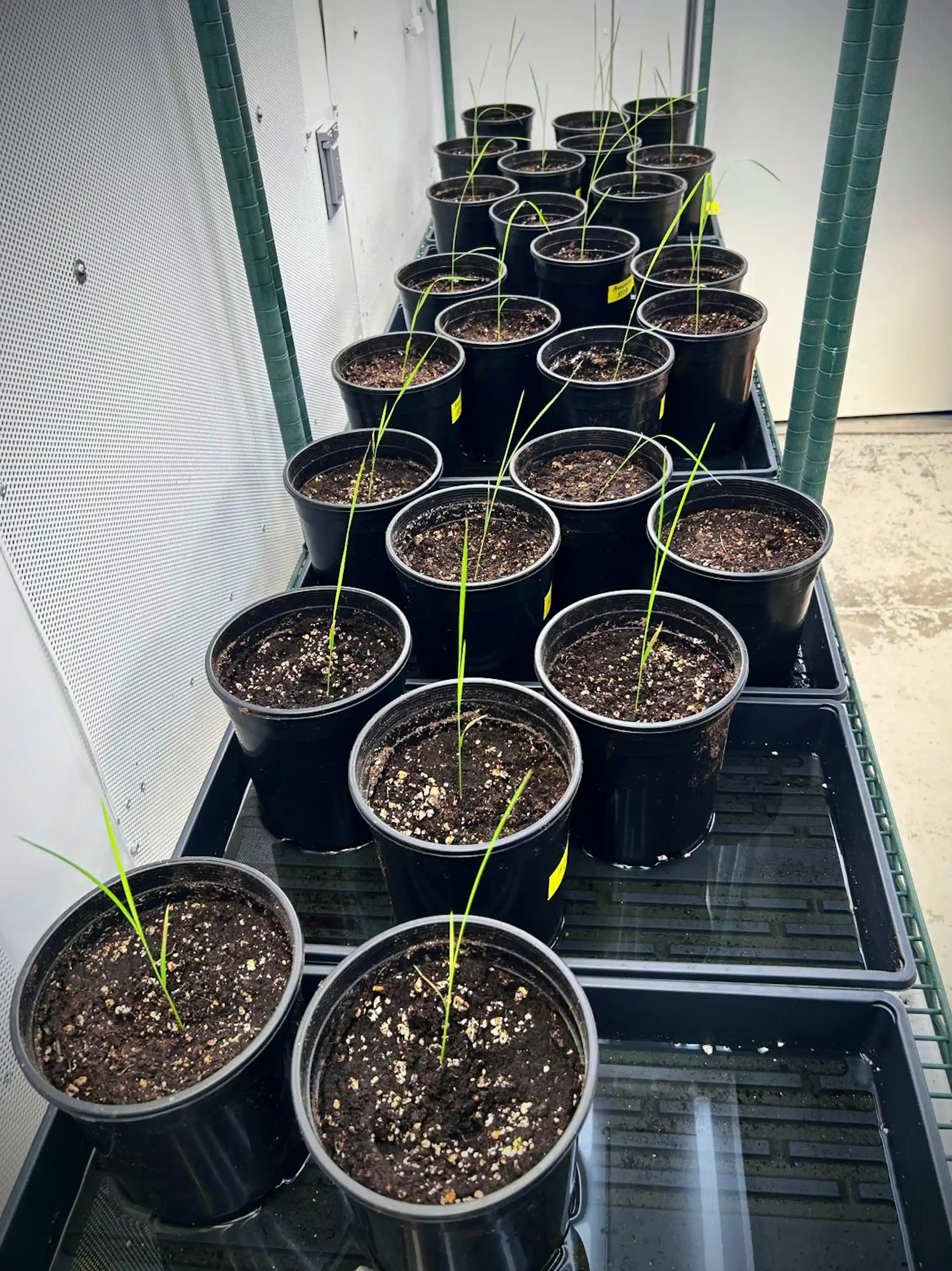 Thin grasslike plants growing in buckets in trays.