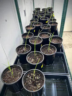 Thin grasslike plants growing in buckets in trays.