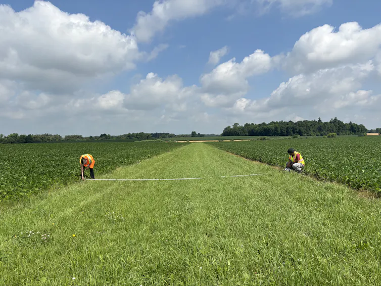 Two researchers measuring a wide grassed waterway between crop fields.