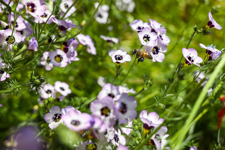 A bee flies among a group of flowers.