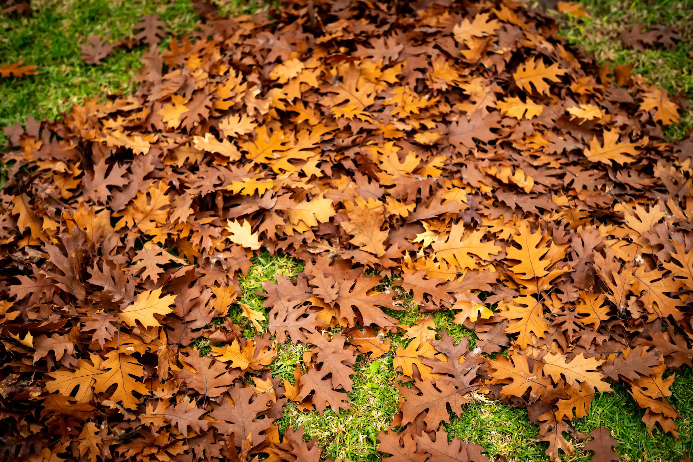 Fallen leaves spread across a grassy area.